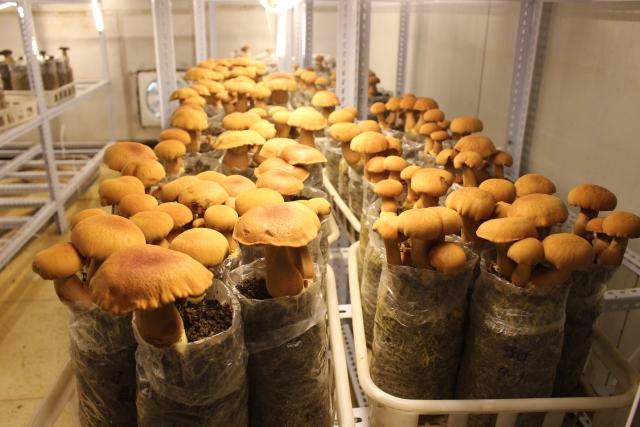 蘑菇栽培界又添新成员！中华腐生牛肝菌实现菇房人工栽培