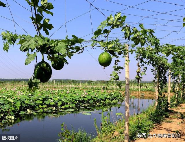 瓜蒌生产种植中常见病虫害及防治措施