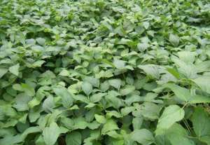 黄豆怎么种植(种植大豆时，如何能提高产量？农民朋友该怎么做？)
