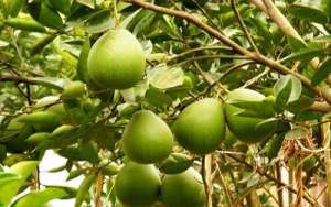 种植柚子树(柚子树种植技术和管理)