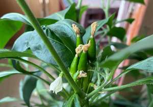 阳台丝瓜的种植方法(一种“蔬菜”，在家就可以种，新鲜好吃，种起来没难度，美味养眼)