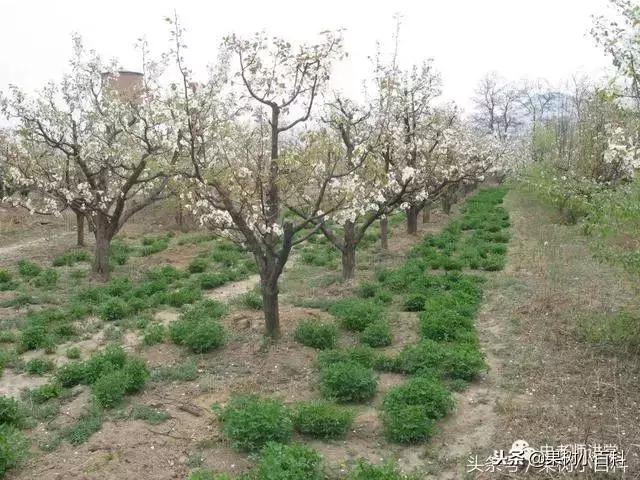 干货！梨树高产栽培技术，值得收藏！