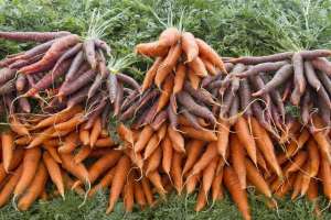 胡萝卜种植方法(很全面的胡萝卜种植方案，建议收藏)
