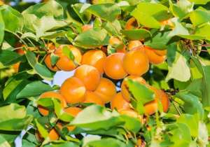 大棚杏树种植模式(大棚杏坐果率低？六大措施提高大棚杏坐果率为丰收打好基础)