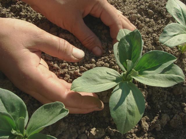 反季节鲜食蚕豆种植，这个技术是国内顶尖的，来学学吧