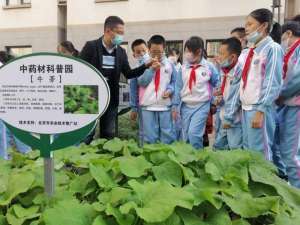 秋季种植什么药材(板蓝根、桔梗、黄芩……这些中草药种在了北京的校园里)