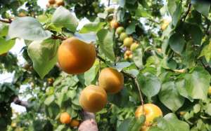大棚杏树矮化种植技术(平谷山东庄镇摘杏正当时 采摘期持续至“五一”)