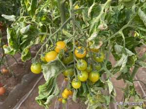 千禧番茄种植技术(别人小番茄种的像葡萄，怎么管理的，3点关键种植技术，不妨一学)