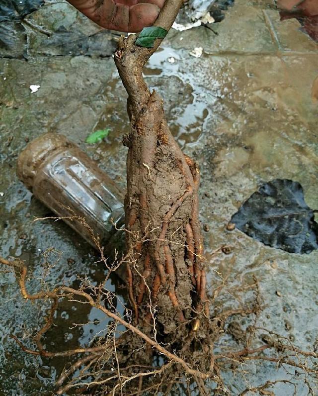 石榴根系难“附石”，用个塑料瓶来养养根，是老花匠称赞的技法