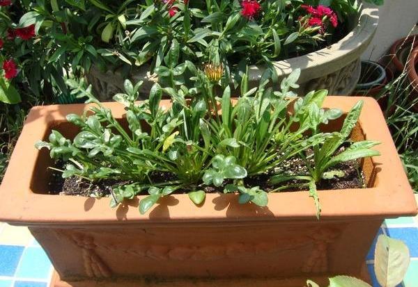 养盆勋章菊，比三角梅开花还热烈，比月季还美，和吊兰一样好养活