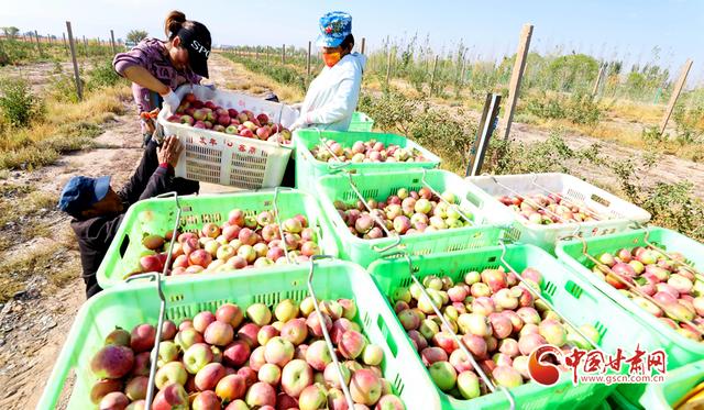 【陇拍客】甘肃甘州：戈壁滩上80万斤矮化密植苹果喜获丰收