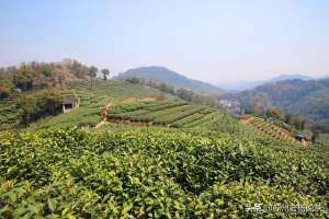 龙井茶树种植(老杨说茶第173期：西湖龙井，你喝懂了吗？)