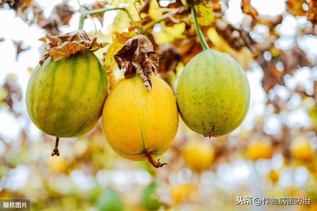 瓜蒌生产种植中常见病虫害及防治措施
