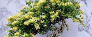 金银花树的种植(金银花盆景怎么养)