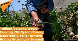 罂粟 种植国家(美媒：塔利班着手禁止阿富汗农民种植罂粟，生鸦片价格飞涨)