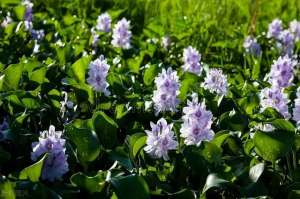 睡莲种子的种植方法(水葫芦蓝紫色的花朵，看着格外迷人，到底应该怎么养)