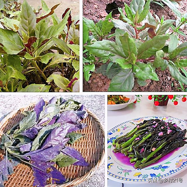 农村一紫一白两种野菜，营养丰富还可止血
