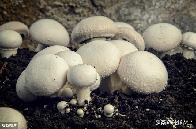 蘑菇高产种植技术，简单易懂，一看就明白