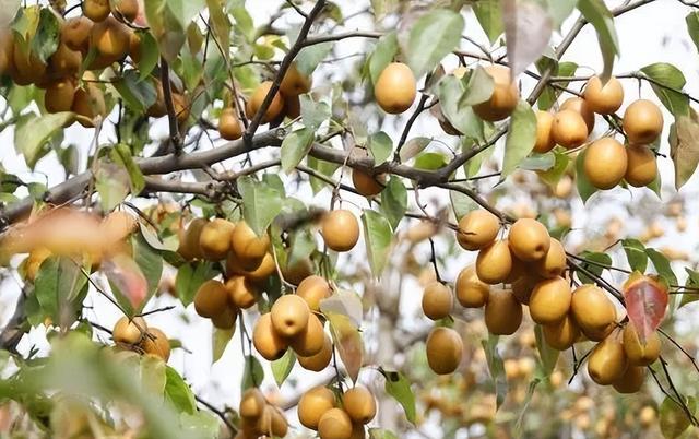 梨树栽培技术与管理，做好这几点增产增收益，深受果农追捧