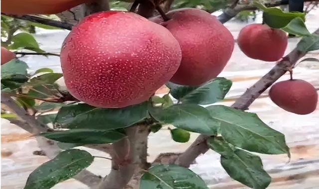 梨树栽培技术与管理，做好这几点增产增收益，深受果农追捧