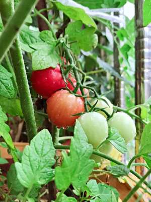 小圣女果的种植方法(7步骤栽种小番茄，摘芯、摘腋芽、搭支架，轻松不在话下)