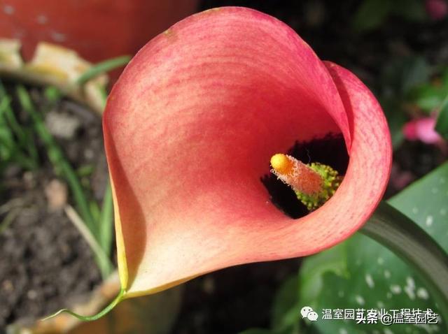 彩色马蹄莲的矮化与促花调控研究进展