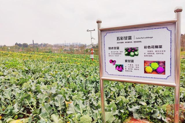 C视频丨内江高新区这里种有80多种西兰花 国产种子有望替代进口种子