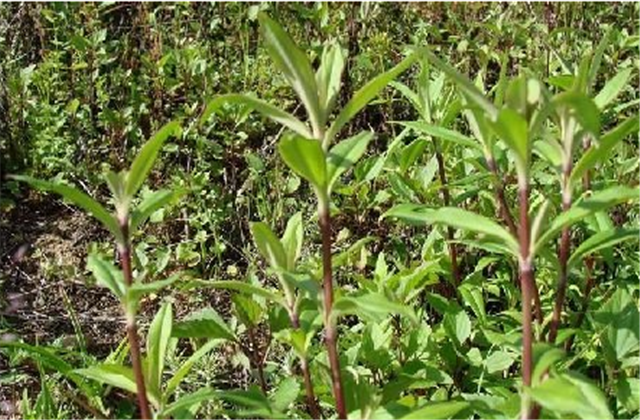 甘草的种植技术，以及它的一些种植方法，怎样保证它的高品质