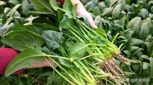 秋波菜种植方法和时间(深秋种一平米菠菜，一开春就开始采收，真的不用买了)