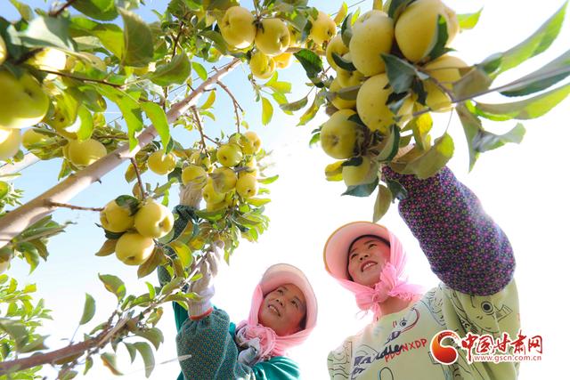 【陇拍客】甘肃甘州：戈壁滩上80万斤矮化密植苹果喜获丰收