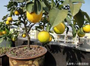 花盆柠檬的种植方法(阳台怎样种柠檬？只要记住这几点，盆栽柠檬也可以结果又大又多)