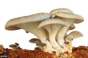蘑菇种植周期(种植反季节平菇难度较大，找出五点主要因素，解决就能促丰收)
