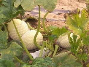 种植搅瓜(金丝瓜高产栽培方法，与对环境的要求，老农多年经验教你怎么做)