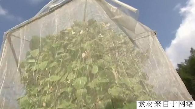 中国农民发明“空气种菜”1.5平米种出390棵菜，利润直接提高5倍