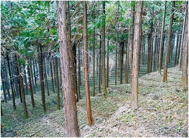 林下种黄连，亩产值超过30000元——黄连种植技术简述