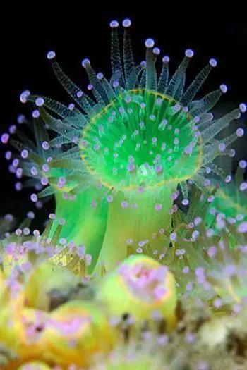 20多种珍奇海底动植物