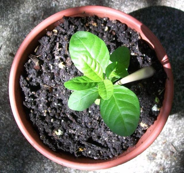 番石榴种在花盆里也能开花结果，前提是做好这几点，每年有果子摘