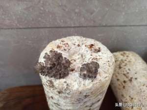 磨菇种植技术(如何种植蘑菇？)