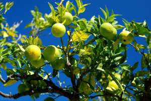 青柠檬种植方法(掌握这些柠檬种植技术，以及柠檬需要注意的事项，产量蹭蹭上涨？)