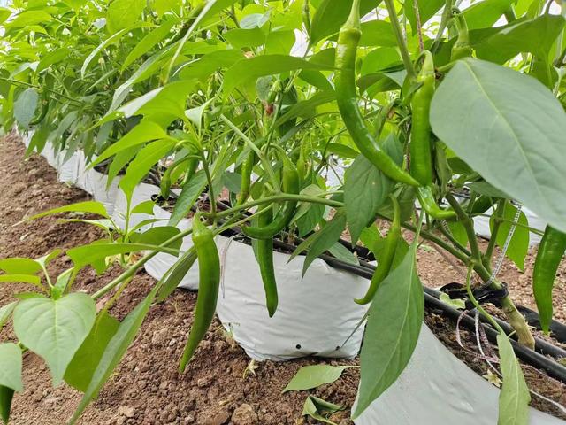 种植的辣椒根弱长势差，如何生根效果好？2个技巧很实用