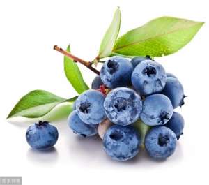 蓝梅树种植(蓝莓的种植与管理)