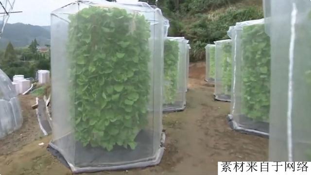 中国农民发明“空气种菜”1.5平米种出390棵菜，利润直接提高5倍