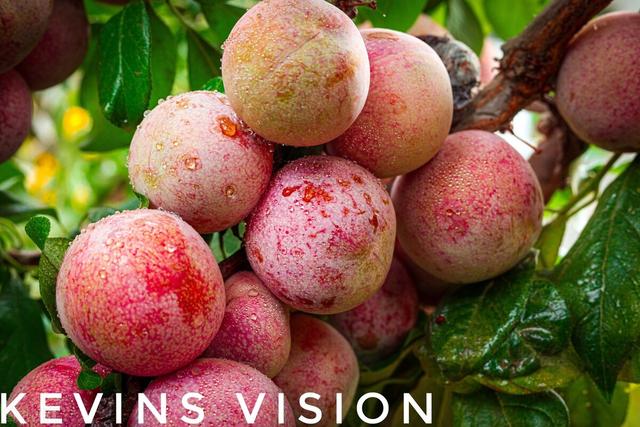 二十一世纪水果娇子—美国杏李植物非试管高效快繁技术