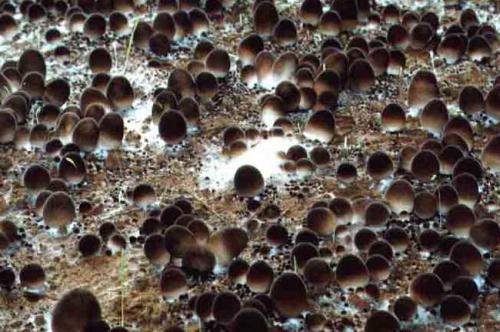草菇、双孢蘑菇工厂化轮作周年栽培关键技术，一起来看看