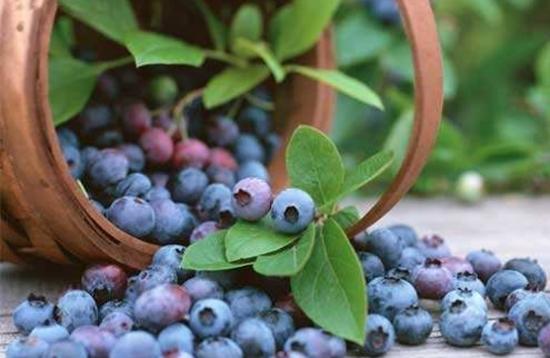 蓝莓的种植与管理