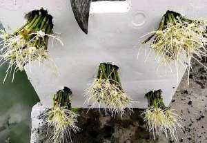 栀子种植技术视频(栀子花水插长根，用这方法移栽，根系不受损，生长快，长势好)