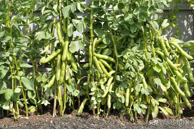蚕豆如何种植管理才能长势更好、产量品质更高？重点抓好这7点