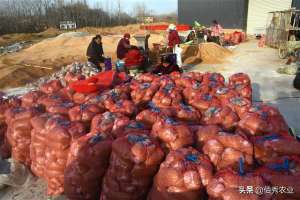 大棚种植平菇的利润(安徽农民种植50亩蘑菇，晒干700元一斤，预计毛收入140万)