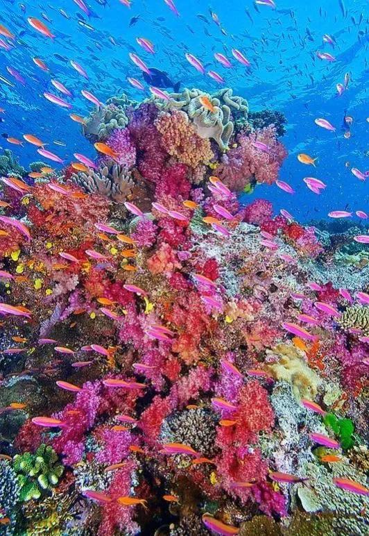 20多种珍奇海底动植物