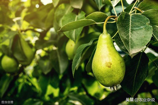 梨树的种植技术以及注意事项，你都知道哪一些？